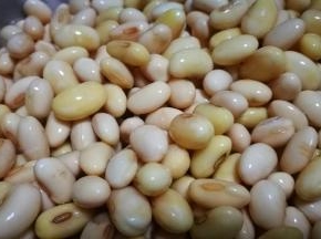 黄豆泡发