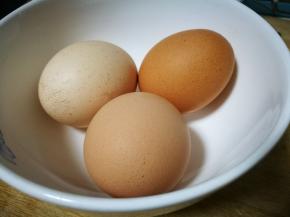鸡蛋