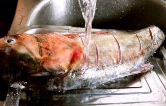 将腌制好的鱼，冲洗干净血污，沥水备用
