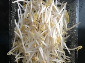 面团醒发的时间来准备配菜：绿豆芽摘干净