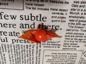 将苦姑娘外皮剥掉，