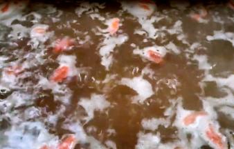 放入砂锅内煮至粥浓稠