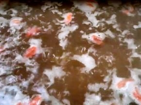 放入砂锅内煮至粥浓稠