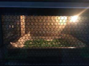 香葱洗净切粒，烤箱200度烤5分钟