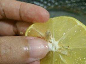 把柠檬籽去掉，这一步不能省略哦，要不然会影响口感。