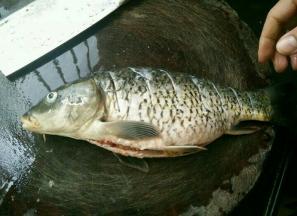 把鱼清洗干净，在两面各划上几刀。