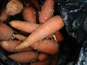 自家种的胡萝卜样子不好看但好吃