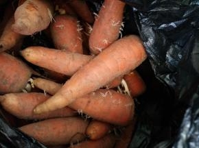 自家种的胡萝卜样子不好看但好吃