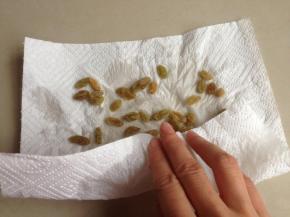 葡萄干提前用热水泡软后，再用厨房纸巾吸干水分