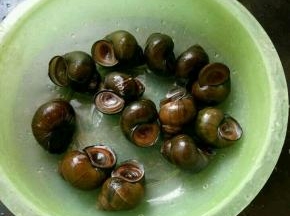 田螺买回来养一天，最后两个小时的时候加入适量油和盐，让田螺吐脏东西更快。