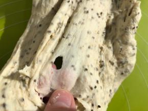 直到面团可以拉出膜去，膜会破但是边缘是光滑的状态即可