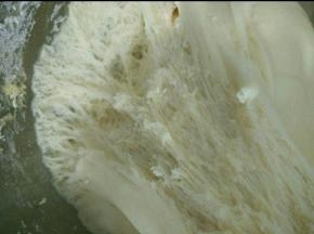 面团稍微拍扁的，盖上保鲜膜放在温暖处发酵一个小时，拉开面团有蜂窝状就可以了。