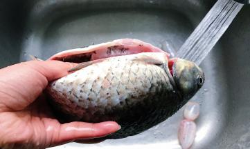 鲫鱼水里冲洗干净