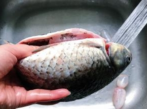 鲫鱼水里冲洗干净