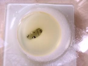 先做红色爱心蛋糕片，玉米油加牛奶搅拌至乳化状态