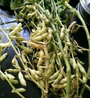 隔壁婆婆给的新鲜毛豆。