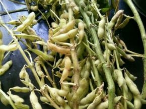 隔壁婆婆给的新鲜毛豆。