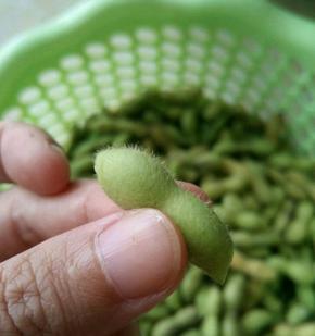 剪去两头，这样更容易入味。