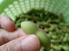 剪去两头，这样更容易入味。