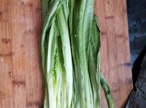 油麦菜清洗干净