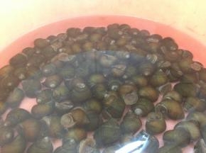 买回来的田螺先养两三天，每天勤换水几次