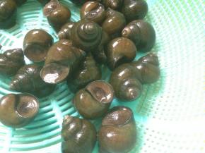 用牙刷将田螺一个个地刷干净表面