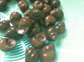 用牙刷将田螺一个个地刷干净表面