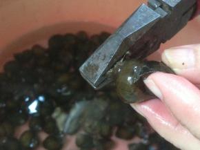 用钳子夹掉田螺的尾部