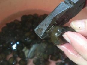 用钳子夹掉田螺的尾部