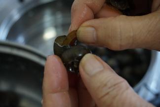 去掉那块辱（小盖子）