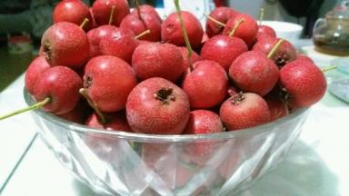 山楂下来的季节选择个大饱满的山楂