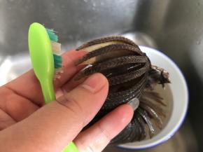 可以用干净的牙刷来清洁各片鱼腮之间缝隙里的杂质和沙子