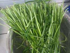 韭菜择洗干净。