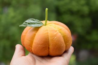 38.有没有觉得真的好像一只只金色的小南瓜呢！ 