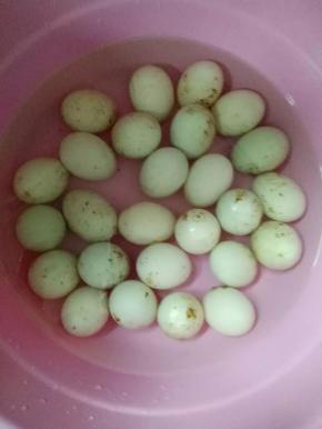 把鸭蛋放清水洗干净