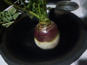 把大头菜的根须削去，洗干净