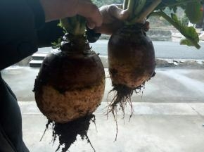 大头菜两颗（跟老爸一起，刚从地里挖的）