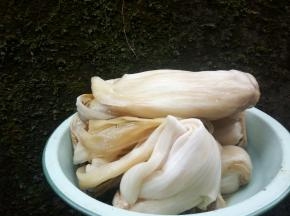 腌白菜3颗（姑姑家刚去取来）