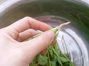 菠菜摘去根部，清洗干净
