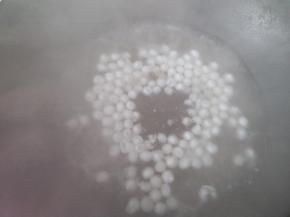 放入蜜豆一起煮，因为有水蒸气，拍的不清晰。