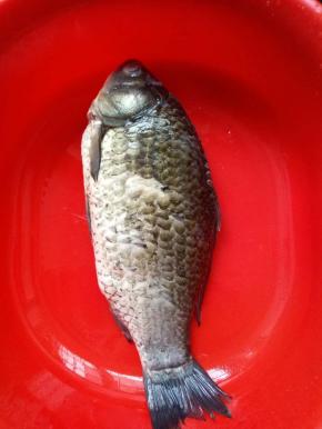 鱼一条清理干净