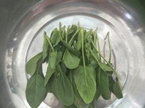 菠菜摘洗干净