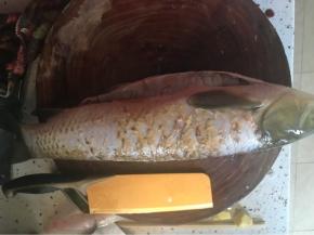 去掉大肋骨的鱼片有两片，斜刀片鱼。具体可以百度，我一个人操作实在不好拍