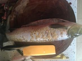 去掉大肋骨的鱼片有两片，斜刀片鱼。具体可以百度，我一个人操作实在不好拍
