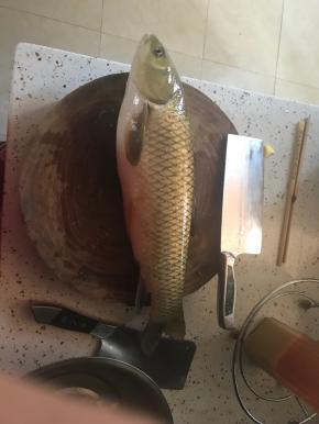 草鱼去鲮。分成四块。骨头类的，我留在另一个菜谱做汤了。看完这个菜谱可以移步到我的《番茄草鱼排汤》