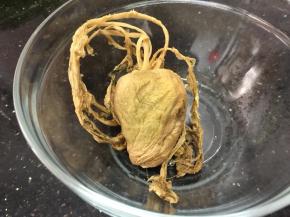 这种头菜爽脆可口，这是个头比较小的，大一点的一般都有糖心，有糖心的头菜更好吃。当然，这毕竟是腌制食物，亚硝酸盐含量高，少吃为妙，我们是一年吃一两次，解解馋～