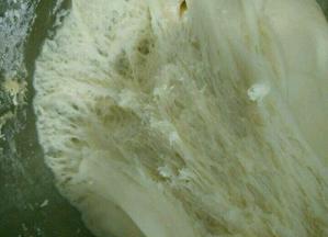 然后放到温暖处发酵一个小时左右，拉开有蜂窝状就可以了。