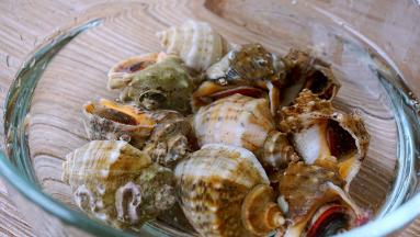 海螺清水浸泡一小时以上