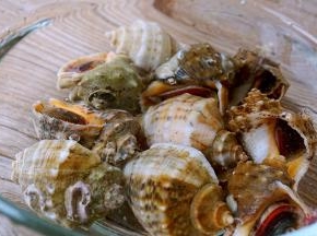 海螺清水浸泡一小时以上