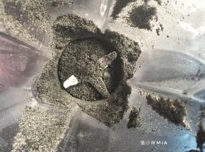 放入料理机，一起打成均匀的粉状